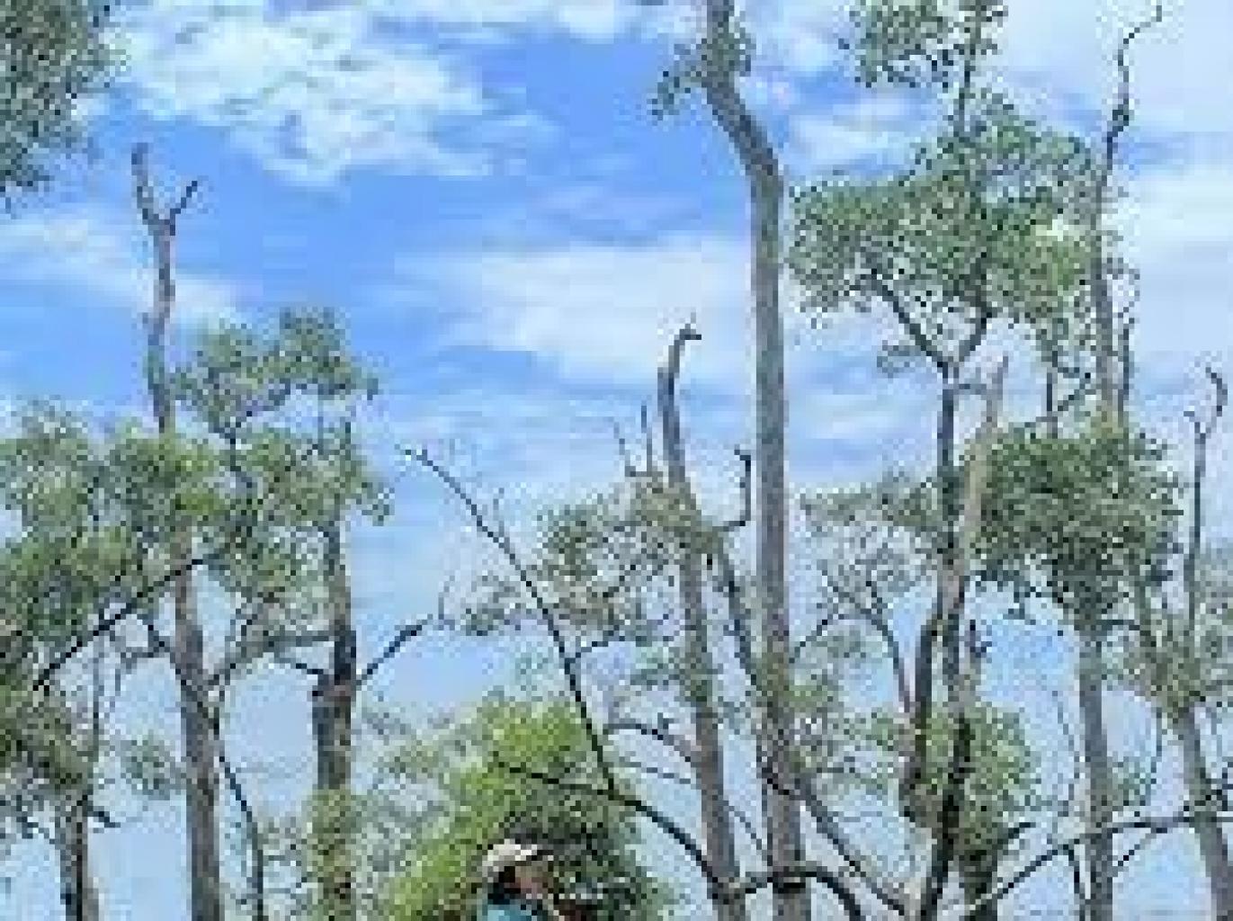 Pantai Beteng Batang