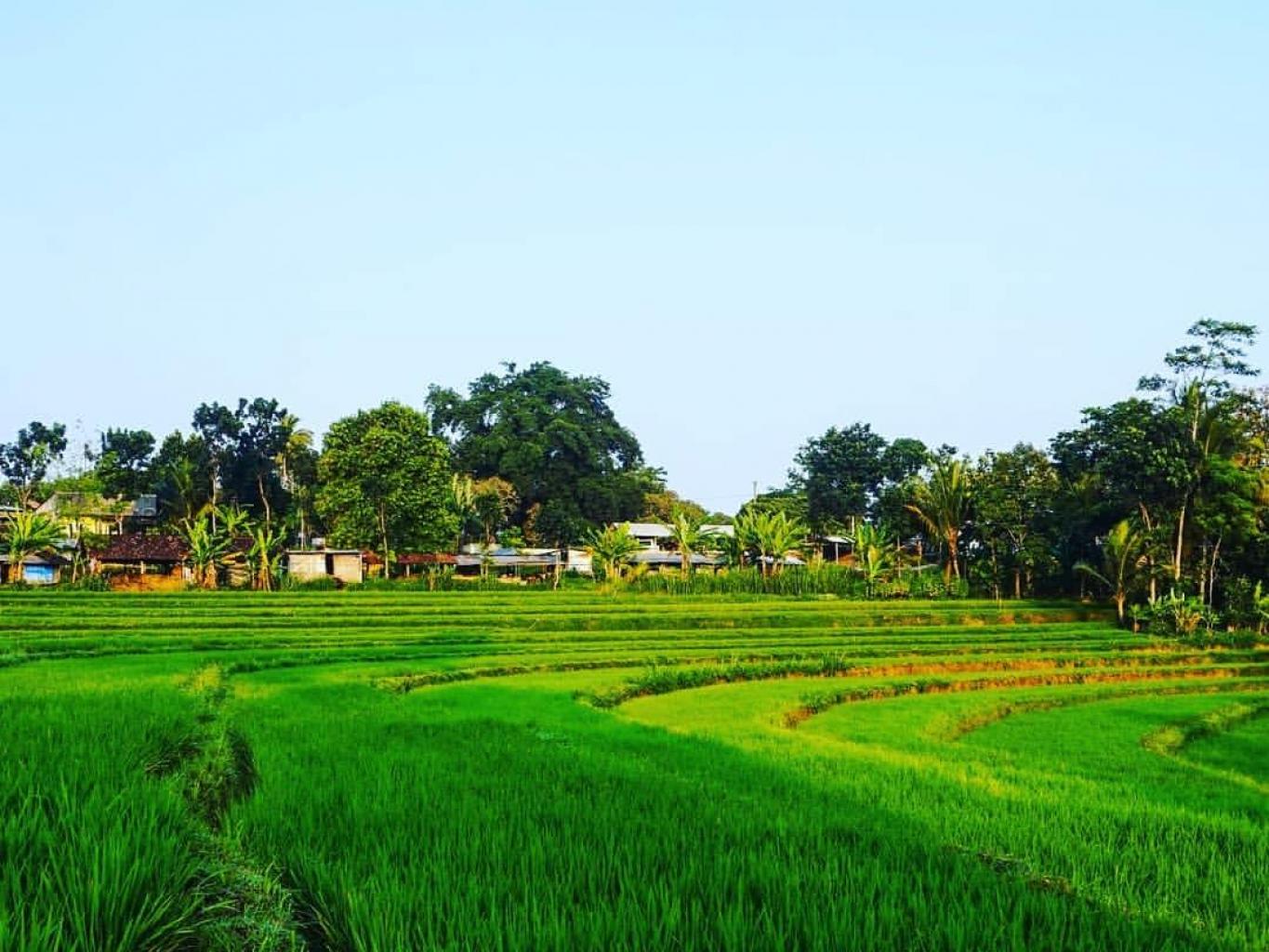 Sawah terasering