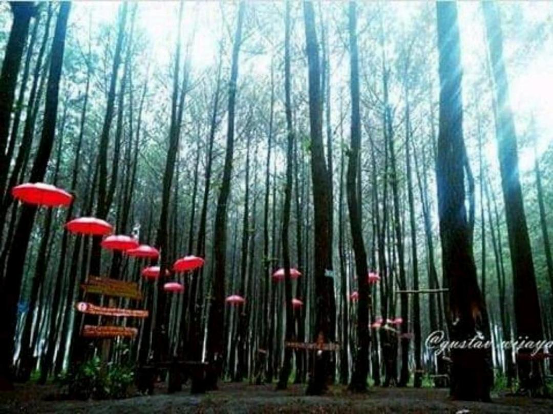 Desa wisata sumber putih (Hutan pinus semeru)
