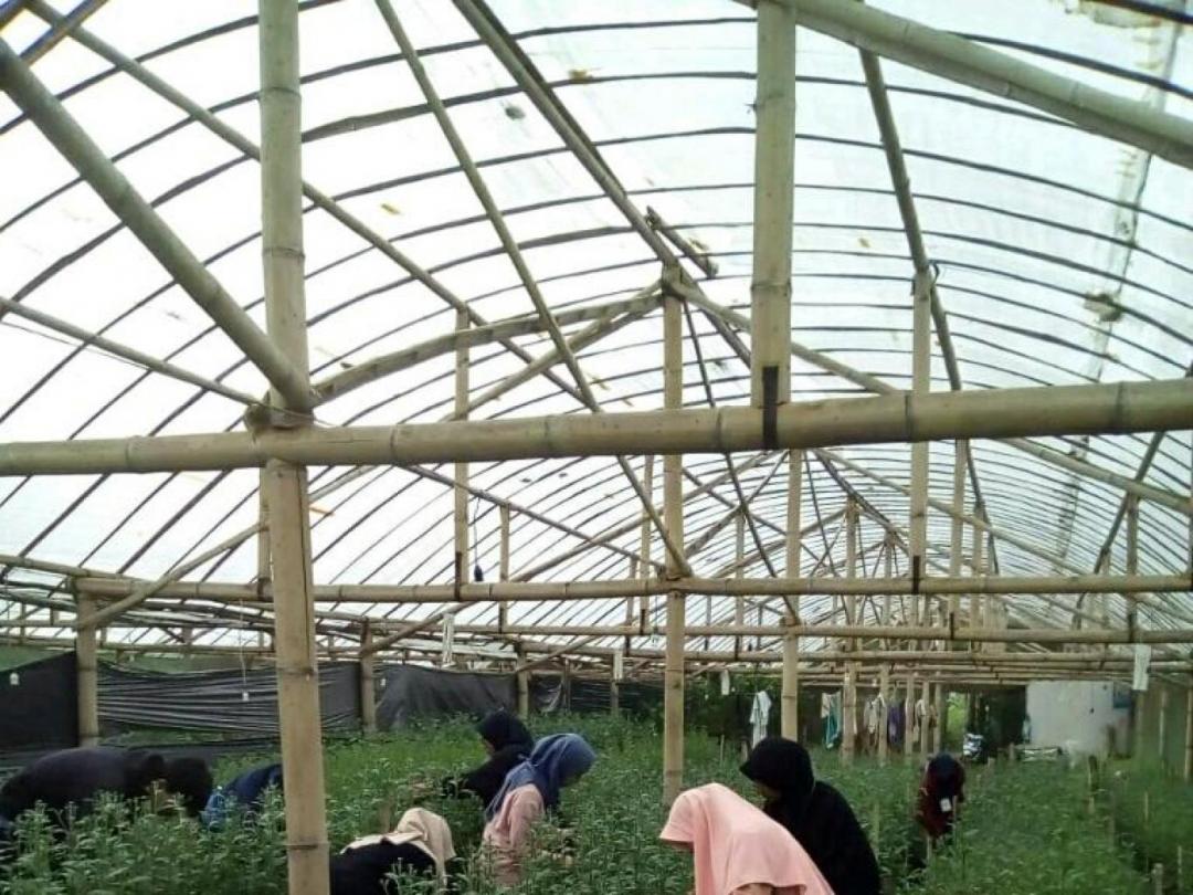 wisata edukasi : holtikultura,bunga krisan,buah jeruk