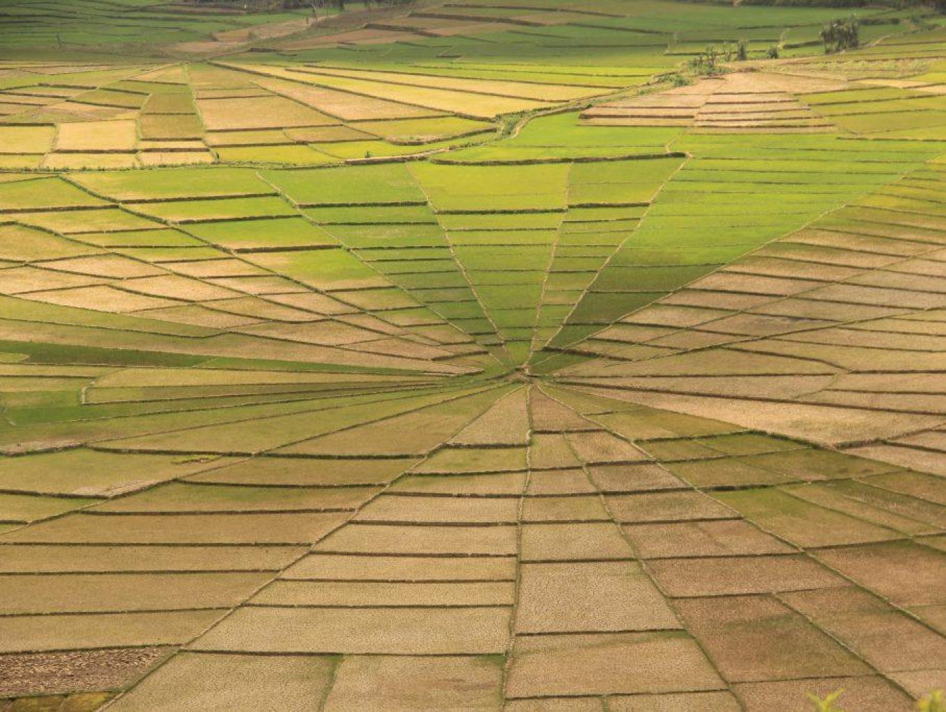 Lingko Meler Homestay