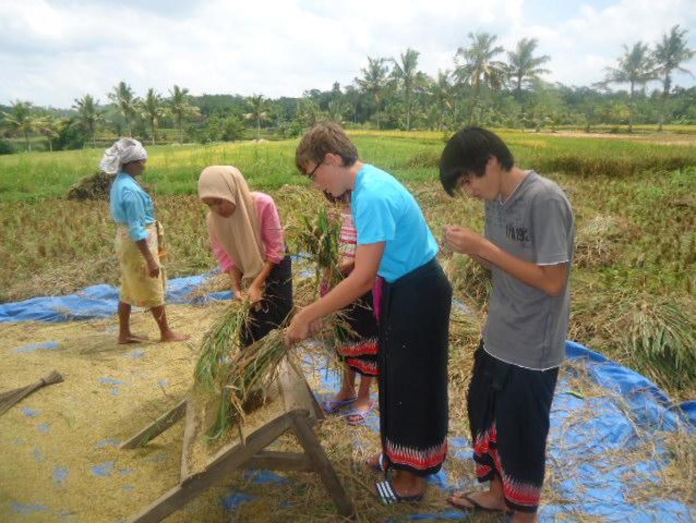 Merampeq atau panen padi