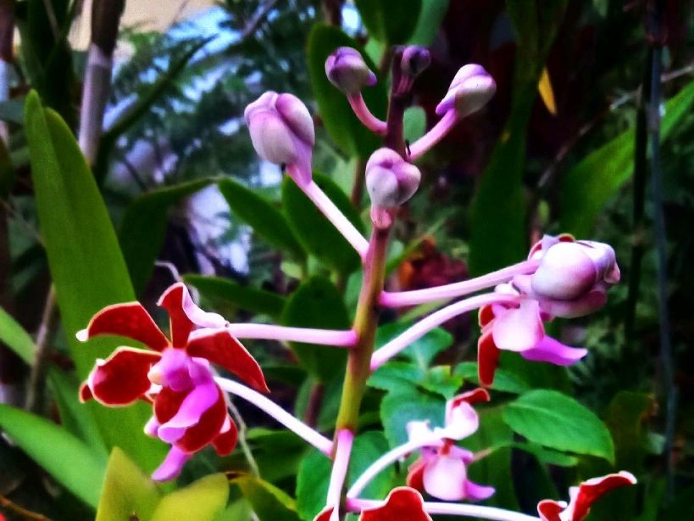 Bale Arjuno Villa Keluarga