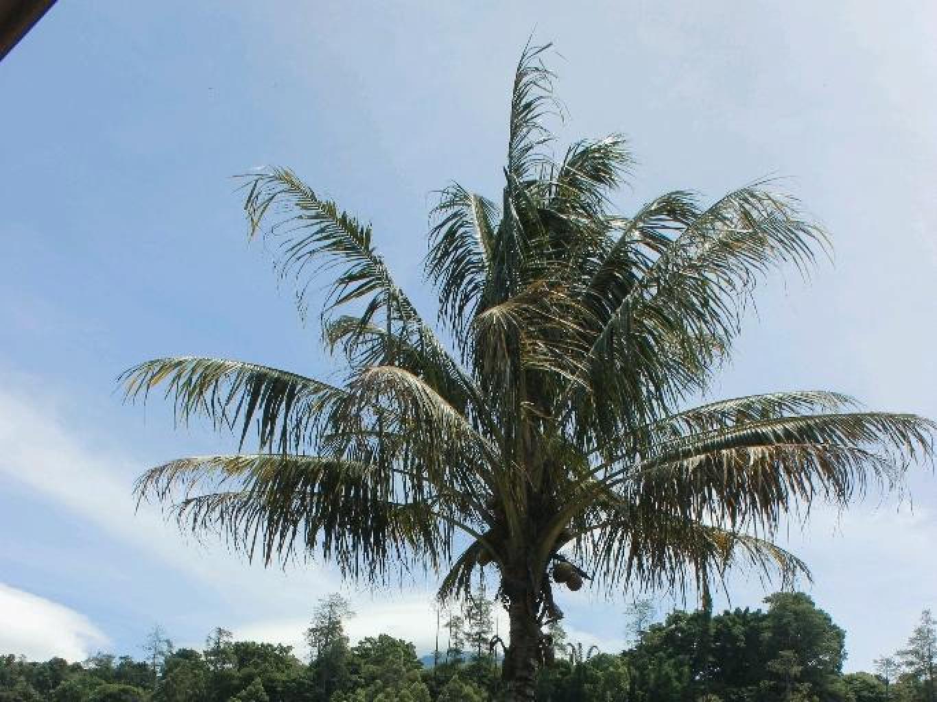 KenDedes Garden Villa